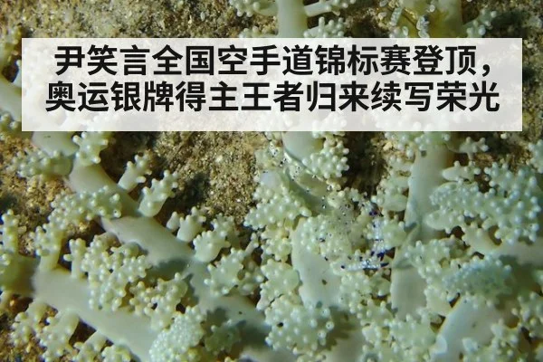 尹笑言全国空手道锦标赛登顶，奥运银牌得主王者归来续写荣光